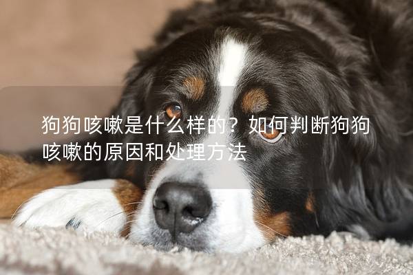狗狗咳嗽是什么样的？如何判断狗狗咳嗽的原因和处理方法