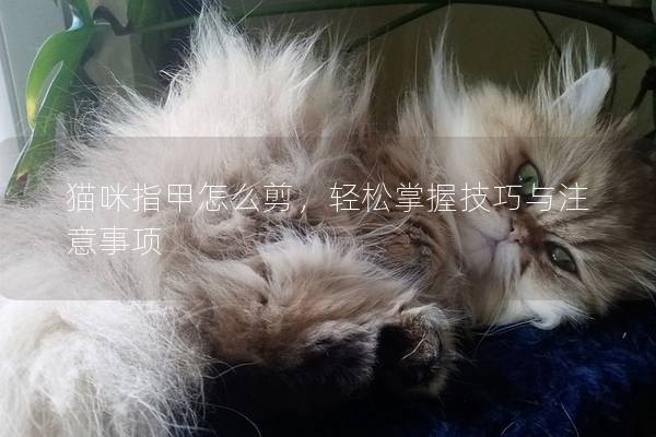 猫咪指甲怎么剪，轻松掌握技巧与注意事项