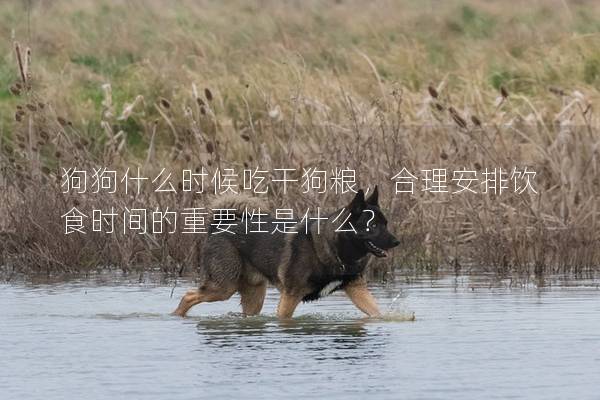 狗狗什么时候吃干狗粮，合理安排饮食时间的重要性是什么？