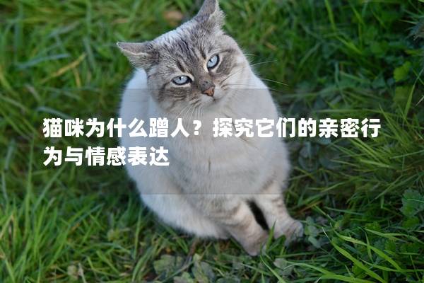 猫咪为什么蹭人？探究它们的亲密行为与情感表达