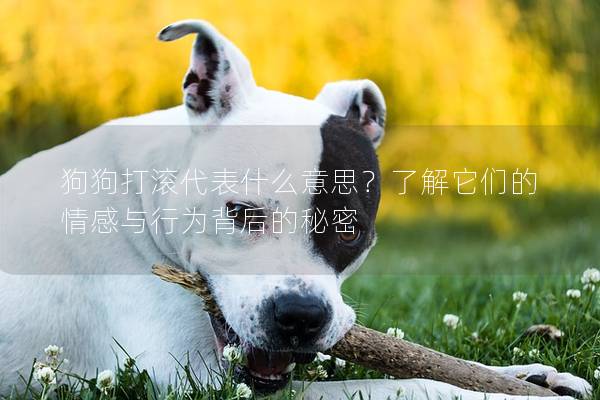 狗狗打滚代表什么意思？了解它们的情感与行为背后的秘密