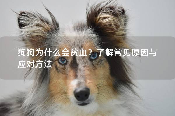 狗狗为什么会贫血？了解常见原因与应对方法