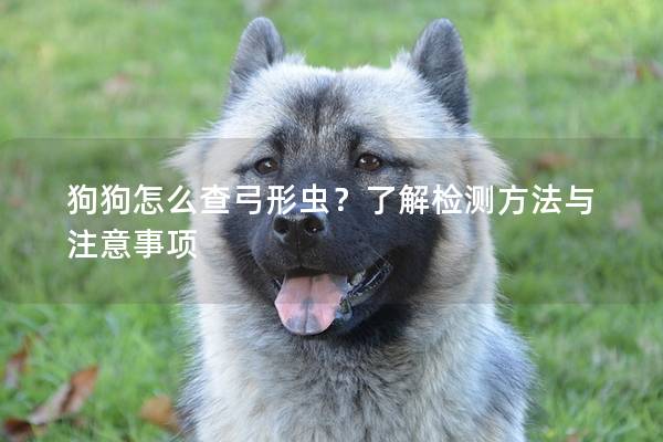 狗狗怎么查弓形虫？了解检测方法与注意事项