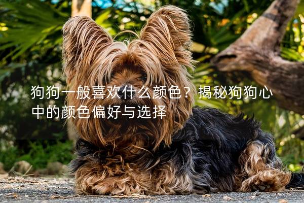 狗狗一般喜欢什么颜色？揭秘狗狗心中的颜色偏好与选择