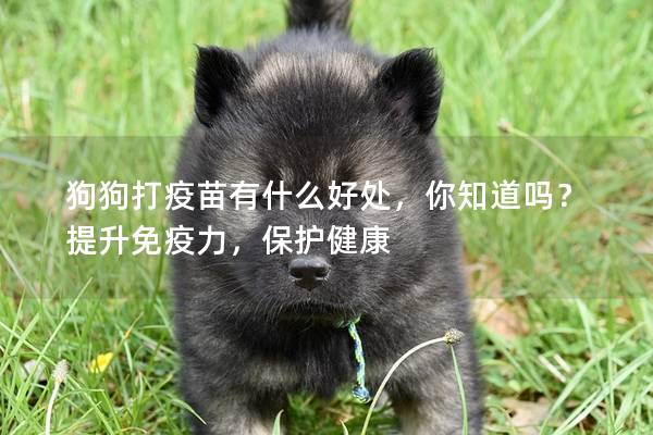 狗狗打疫苗有什么好处，你知道吗？提升免疫力，保护健康