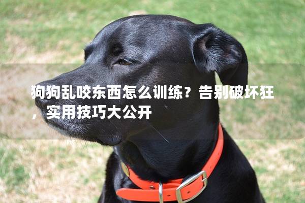 狗狗乱咬东西怎么训练？告别破坏狂，实用技巧大公开