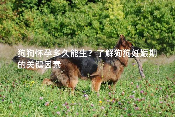 狗狗怀孕多久能生？了解狗狗妊娠期的关键因素