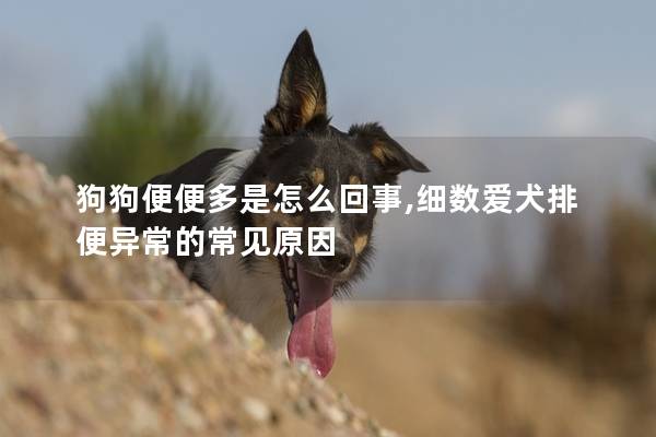 狗狗便便多是怎么回事,细数爱犬排便异常的常见原因