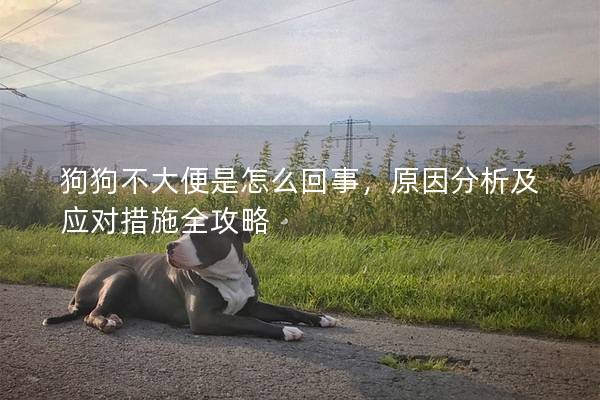 狗狗不大便是怎么回事，原因分析及应对措施全攻略