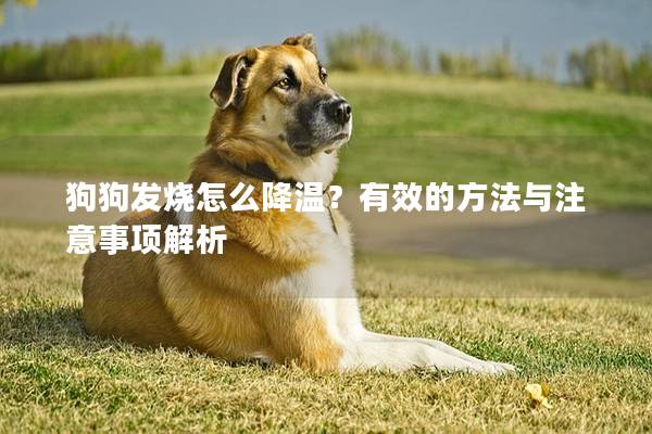 狗狗发烧怎么降温？有效的方法与注意事项解析