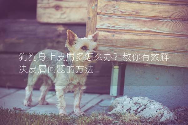狗狗身上皮屑多怎么办？教你有效解决皮屑问题的方法
