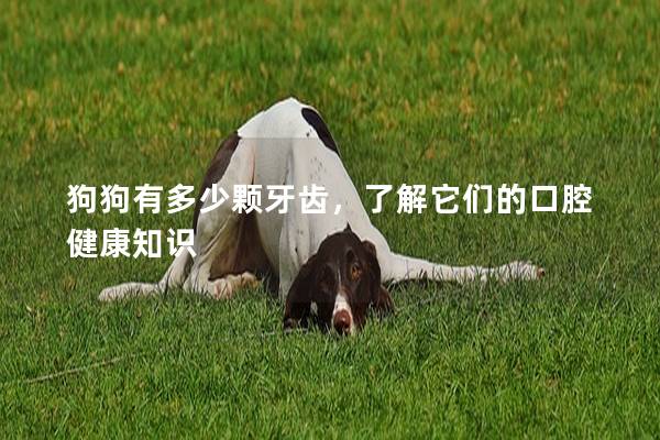 狗狗有多少颗牙齿，了解它们的口腔健康知识
