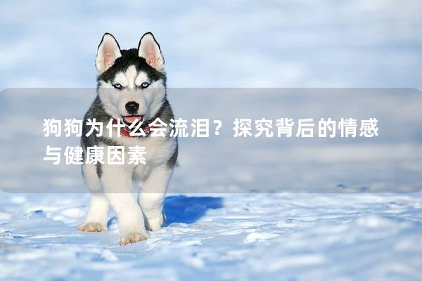 狗狗为什么会流泪？探究背后的情感与健康因素