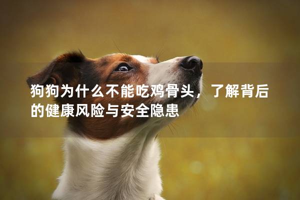狗狗为什么不能吃鸡骨头，了解背后的健康风险与安全隐患