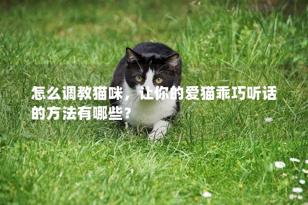 怎么调教猫咪，让你的爱猫乖巧听话的方法有哪些？