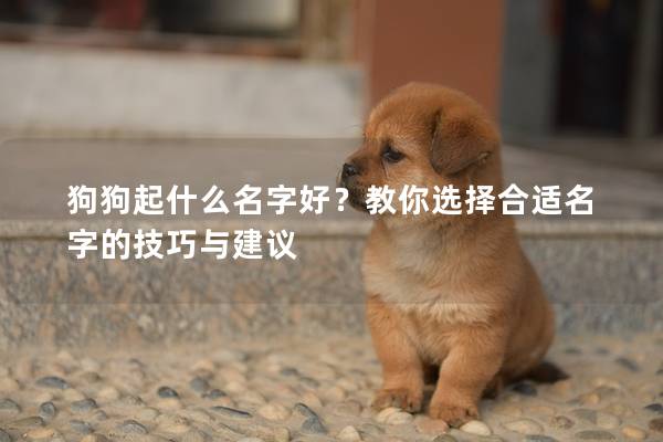 狗狗起什么名字好？教你选择合适名字的技巧与建议