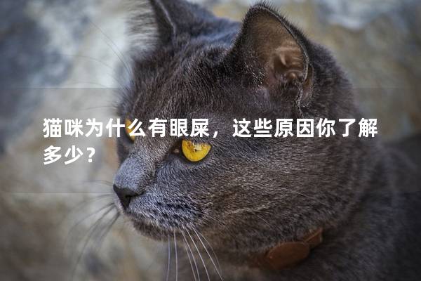 猫咪为什么有眼屎，这些原因你了解多少？