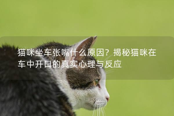 猫咪坐车张嘴什么原因？揭秘猫咪在车中开口的真实心理与反应