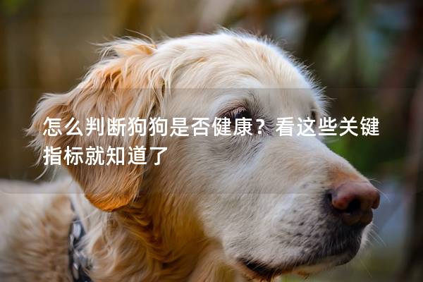 怎么判断狗狗是否健康？看这些关键指标就知道了