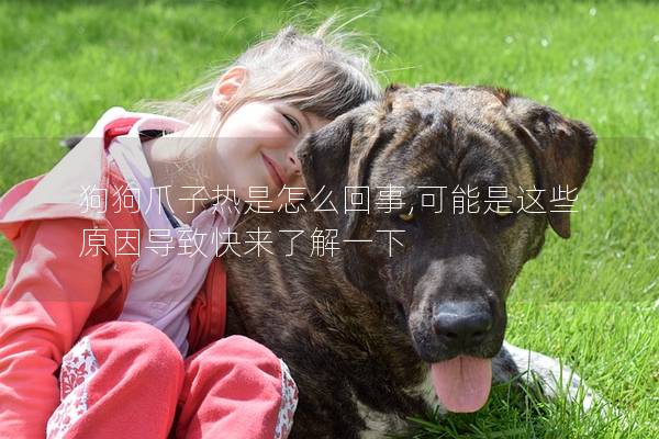 狗狗爪子热是怎么回事,可能是这些原因导致快来了解一下