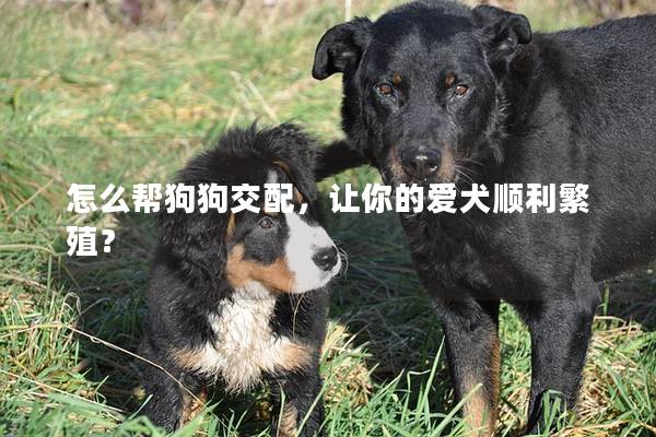 怎么帮狗狗交配，让你的爱犬顺利繁殖？