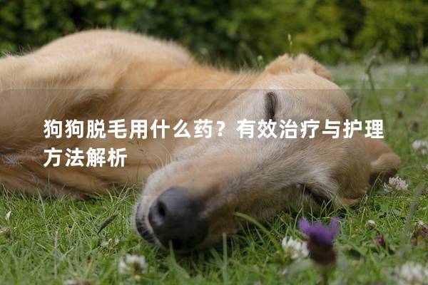 狗狗脱毛用什么药？有效治疗与护理方法解析