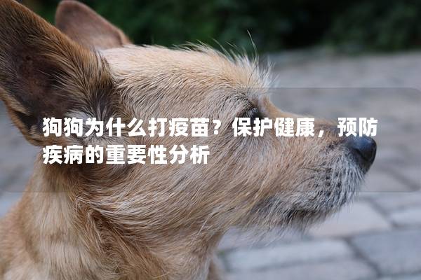 狗狗为什么打疫苗？保护健康，预防疾病的重要性分析