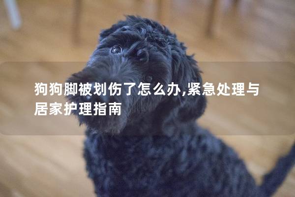狗狗脚被划伤了怎么办,紧急处理与居家护理指南