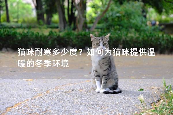 猫咪耐寒多少度？如何为猫咪提供温暖的冬季环境
