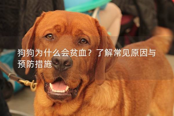 狗狗为什么会贫血？了解常见原因与预防措施