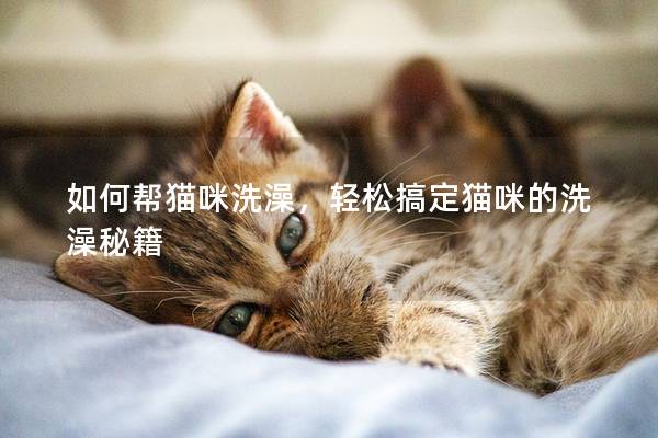 如何帮猫咪洗澡，轻松搞定猫咪的洗澡秘籍