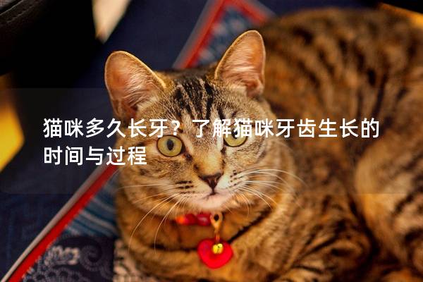 猫咪多久长牙？了解猫咪牙齿生长的时间与过程