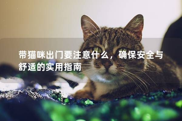带猫咪出门要注意什么，确保安全与舒适的实用指南