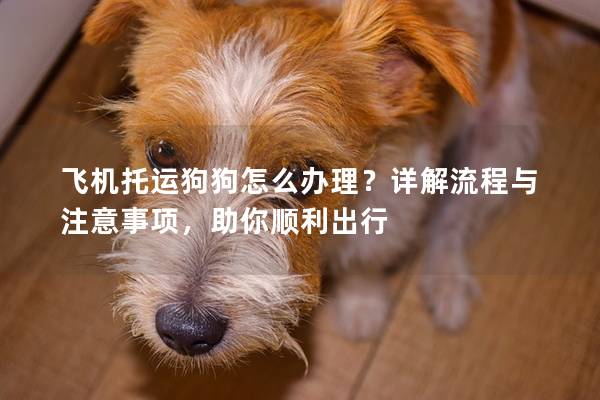 飞机托运狗狗怎么办理？详解流程与注意事项，助你顺利出行