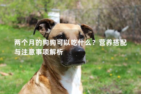 两个月的狗狗可以吃什么？营养搭配与注意事项解析
