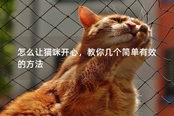 怎么让猫咪开心，教你几个简单有效的方法