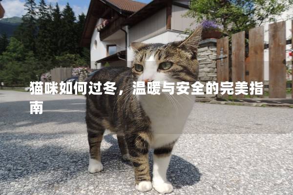 猫咪如何过冬，温暖与安全的完美指南
