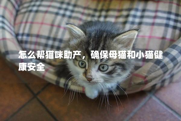 怎么帮猫咪助产，确保母猫和小猫健康安全