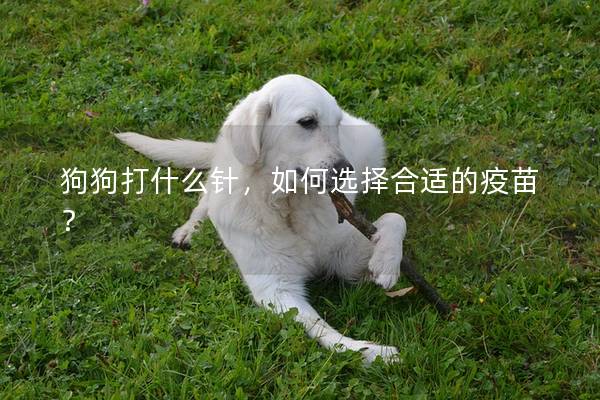 狗狗打什么针，如何选择合适的疫苗？