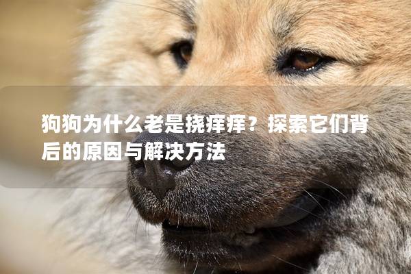 狗狗为什么老是挠痒痒？探索它们背后的原因与解决方法