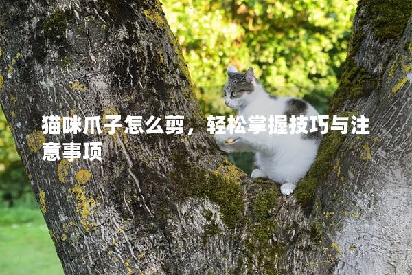 猫咪爪子怎么剪，轻松掌握技巧与注意事项