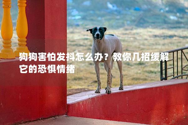 狗狗害怕发抖怎么办？教你几招缓解它的恐惧情绪