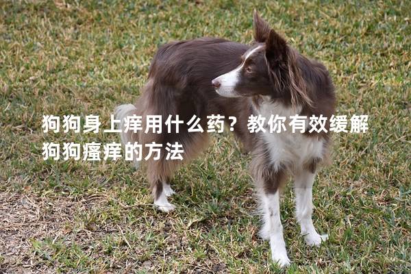 狗狗身上痒用什么药？教你有效缓解狗狗瘙痒的方法