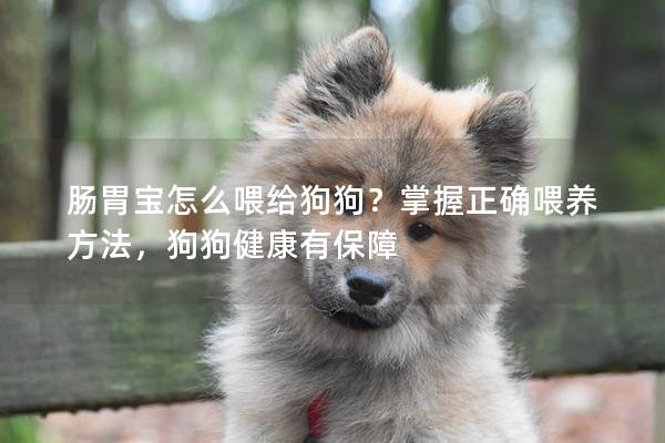 肠胃宝怎么喂给狗狗？掌握正确喂养方法，狗狗健康有保障