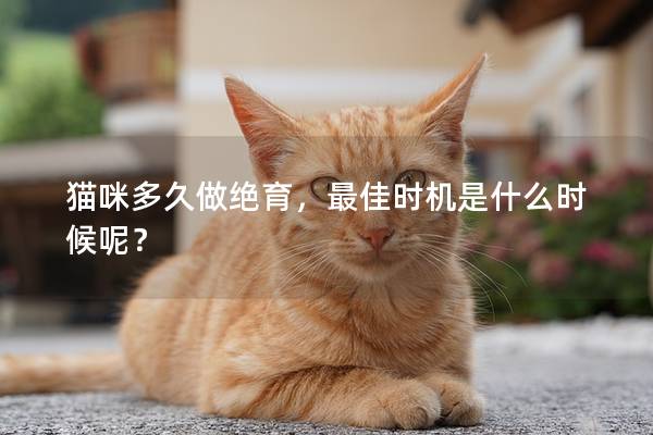 猫咪多久做绝育，最佳时机是什么时候呢？