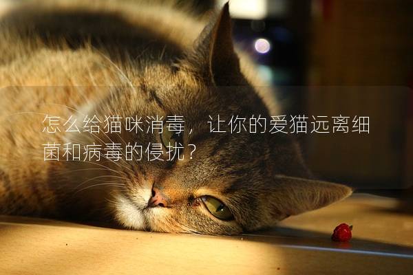 怎么给猫咪消毒，让你的爱猫远离细菌和病毒的侵扰？