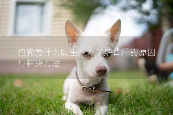 狗狗为什么咬主人？了解背后的原因与解决方法
