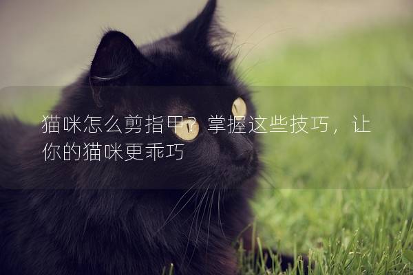 猫咪怎么剪指甲？掌握这些技巧，让你的猫咪更乖巧