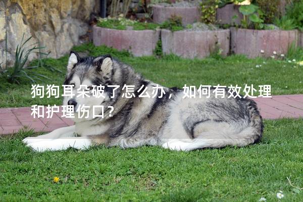 狗狗耳朵破了怎么办，如何有效处理和护理伤口？