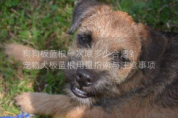 狗狗板蓝根一次喂多少合适？ 宠物犬板蓝根用量指南与注意事项